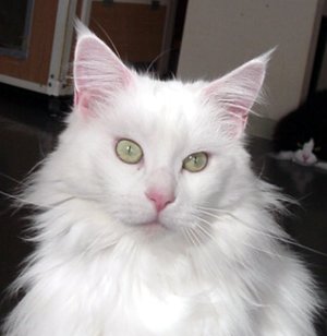 �i���V�X�g�E�E�E���āA�Ă΂ꂽ���I