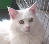 �s���N�̂����Ƃ��@�A�����I