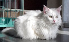 �Z���t�O���[�~���O�ł����^�����I