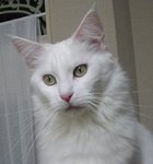 �ǂ�ȂƂ����|�[�Y�I