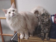 DUNE�Z�����A�ł������Ȃ��I