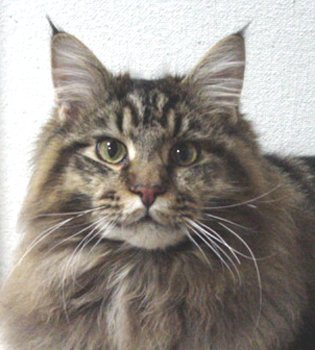 Baker�A�{���Ƀn���T�����ˁB���x�ł�������E�E�E