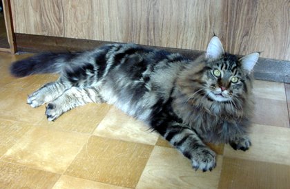 �t�b�T�t�T�̋ݖсA�܂�Ń��C�I���ۂ����