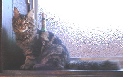 ���������ۂ��A�ł���������A�����͑啨�̗\��