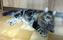 ���C�I���ɂȂ���������I