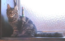 �{�N�A�ł������l�R�ɂȂ�񂾂��I