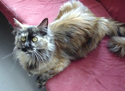 �܂��܂��q�L�C���A�V�Ԃ̑�D���I