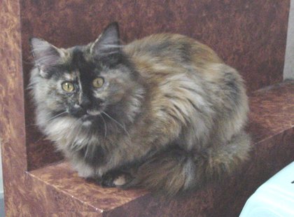 ����͎��R�����o�����A�Q�C�W���c�����I