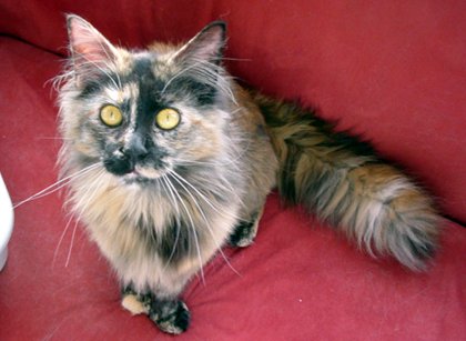 �������ȁA���F�̖ځI���킢�����I