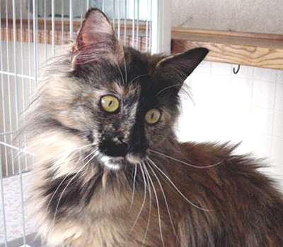 �p�x�ŕ\��S�R�Ⴄ��