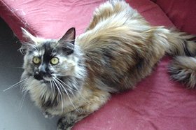 �Ȃ��ɂ��A����̂��ɂ႟