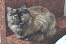 �L���������̖͗l�A�������낢�˂�