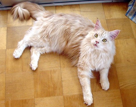 �ȂɂȂɁH���̎�Ɏ����Ă���́A�Ȃ��ɁH