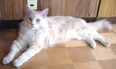 �Ƃ��Ă��_�炩�ȖѐF