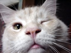 ���˂��[�����A����[�����ւ�H