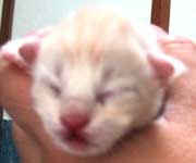 ���j�F���b�h�V���o�[���z���C�g