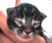 ���j�F�u���E���E�^�r�[