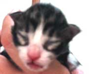 �l�j�F�u���E���E�^�r�[���z���C�g