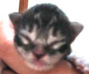 �ܒj�F�V���o�[�E�^�r�[