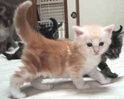 ���j�F���b�h�V���o�[���z���C�g