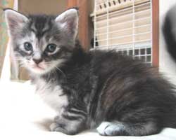 �����F�V���o�[�g�[�r�B