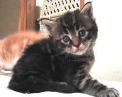 ���j�F�u���E���E�^�r�[