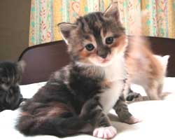 �����F�u���E���E�g�[�r�B���z���C�g