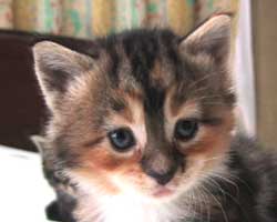 �����F�u���E���E�g�[�r�B���z���C�g