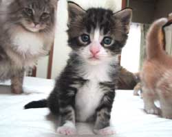 �l�j�Ɓi���j�}�T���l