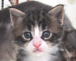 �l�j�F�u���E���E�^�r�[���z���C�g