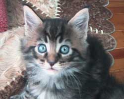 ���j�F�u���E���E�^�r�[