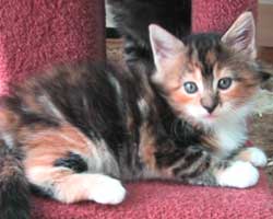 �����F�u���E���E�g�[�r�B���z���C�g