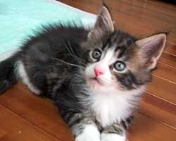 �l�j�F�u���E���E�^�r�[���z���C�g