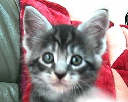 �ܒj�F�V���o�[�E�^�r�[