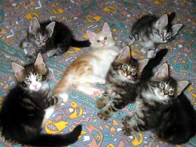 ������F�l�j�A�ܒj�A���j�A�O�j�A�����i��j�A���j