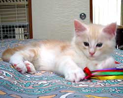 ���j�F���b�h�V���o�[���z���C�g