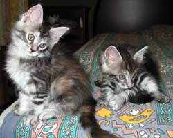 ���F�����A�E�F�ܒj