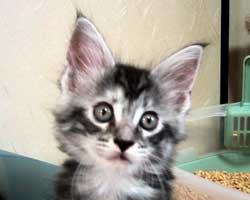 �����F�V���o�[�g�[�r�B