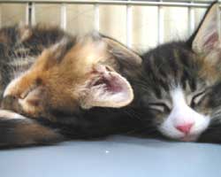 ���F�����A�E�F�l�j