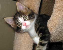 �l�j�F�u���E���E�^�r�[���z���C�g