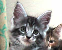 �ܒj�F�V���o�[�E�^�r�[