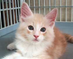 ���j�F���b�h�V���o�[���z���C�g