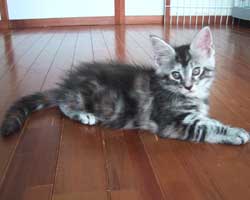 �����F�V���o�[�g�[�r�B