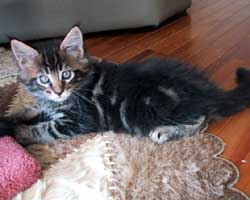 ���j�F�u���E���E�^�r�[