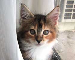 �����F�u���E���E�g�[�r�B���z���C�g