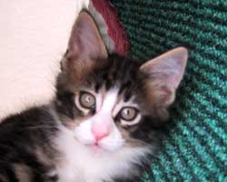 �l�j�F�u���E���E�^�r�[���z���C�g