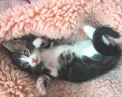 �l�j�F�u���E���E�^�r�[���z���C�g