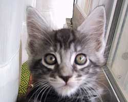 �ܒj�F�V���o�[�E�^�r�[