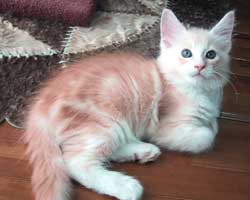 ���j�F���b�h�V���o�[���z���C�g