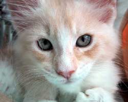 ���j�F���b�h�V���o�[���z���C�g